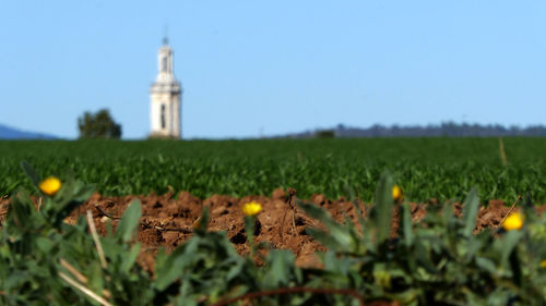 Scenic view of field against clear sky