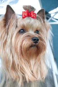 Close-up portrait of a dog