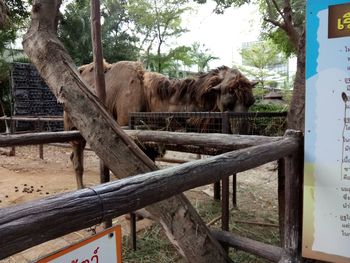 Horse by trees