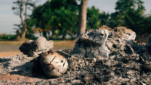 Close-up of rocks on field