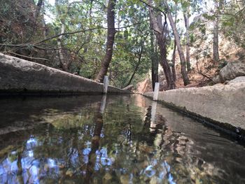 Scenic view of lake in forest