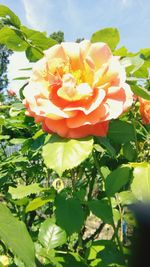 Close-up of rose flower