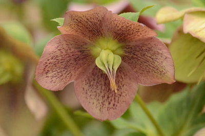 Close-up of fresh red flowering plant