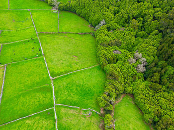 High angle view of plants growing on field