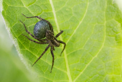 Close-up of spider