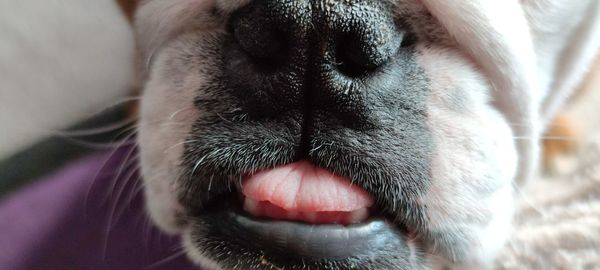 nose