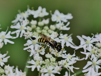 Close-up of bee pollinating on flower