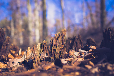 Close-up of log against trees in forest