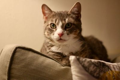 Close-up portrait of tabby cat on sofa at home