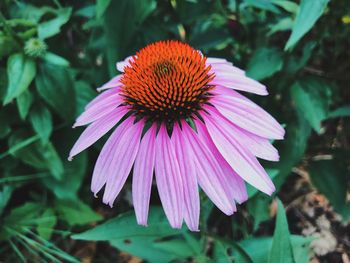 Close-up of purple flower