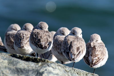 Close-up of seagulls perching on rock