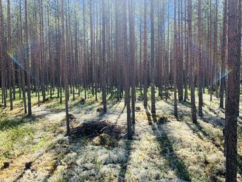Pine trees in forest