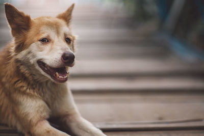 Portrait of dog sitting on floorboard