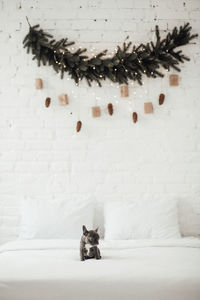 High angle view of cat sitting on bed