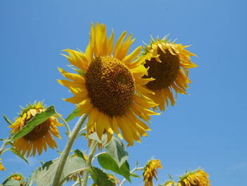 Low angle view of sunflower against clear blue sky