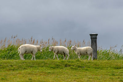 Sheep grazing in a field