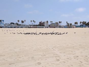 Birds on beach against sky