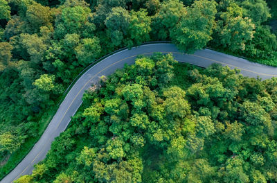Aerial view of dense green trees in forest capture co2 and curve highway road. green tree background
