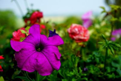 Close-up of pink flowering plants in park