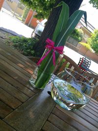 High angle view of plant on table