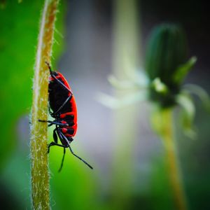 Close-up of insect on flower