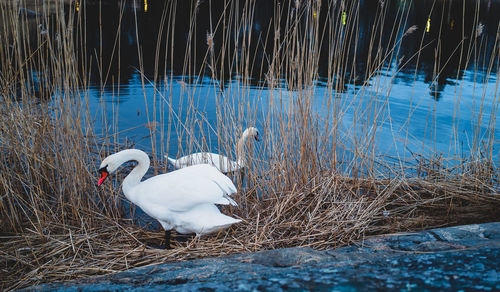 Close-up of swans among reeds by sea
