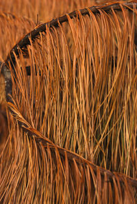 Close-up of crops on field