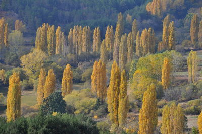 High angle view of trees in forest during autumn