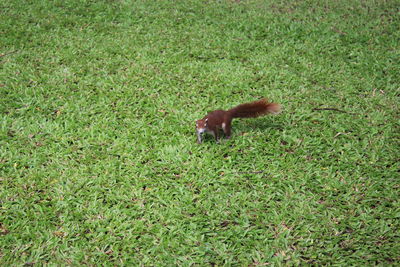 High angle view of lizard on field