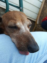 Close-up of dog sleeping