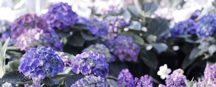 Close-up of purple flowers blooming