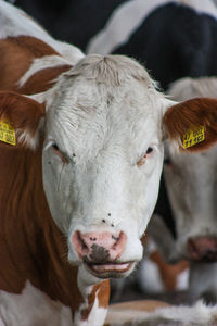 Close-up of cow