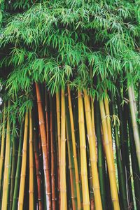 Close-up of bamboo plants