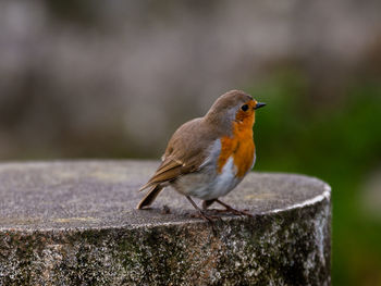 Close-up of bird perching outdoors