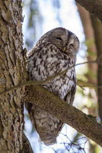 Low angle view of bird perching on tree