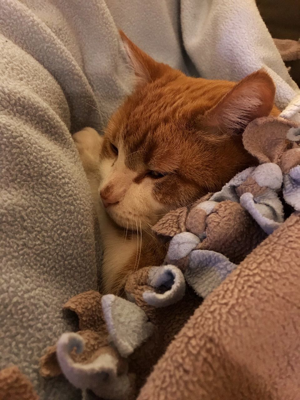 HIGH ANGLE VIEW OF CAT SLEEPING ON COUCH