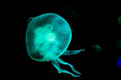 Close-up of jellyfish against black background