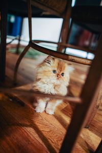 High angle view of kitten under chair