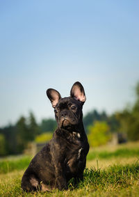 Close-up of french bulldog sitting on grassy field against clear sky