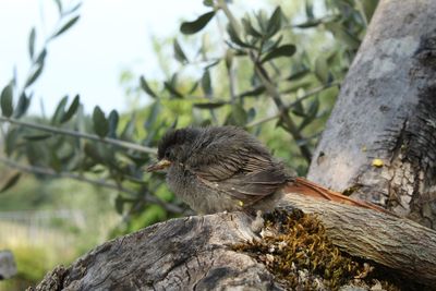 Close-up of bird perching on rock