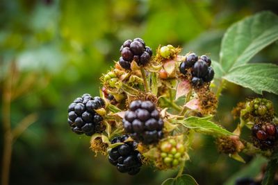 Close-up of berries growing on plant