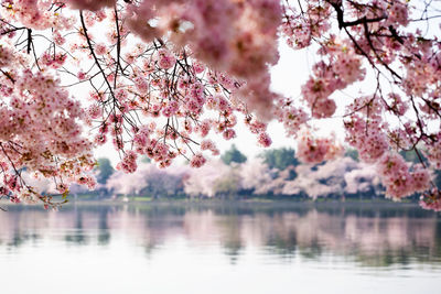 Pink flowers on tree by lake against sky