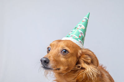 Close-up of a dog with a hat over white background