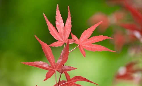 Close-up of red maple leaves