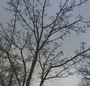 Low angle view of bare tree against sky