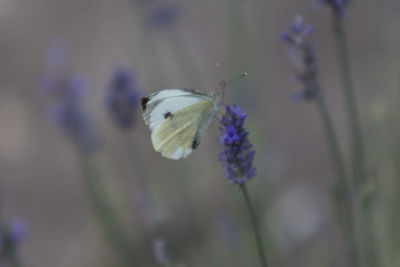 Close-up of butterfly on purple flower