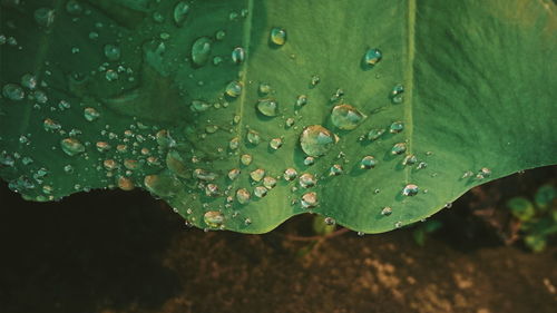 Close-up of wet plant leaves during rainy season