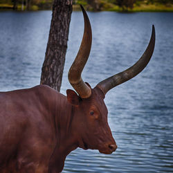Close-up of deer