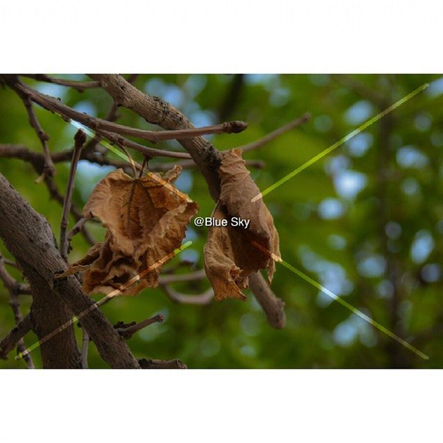 animal themes, animals in the wild, transfer print, wildlife, one animal, bird, auto post production filter, perching, branch, low angle view, focus on foreground, nature, close-up, leaf, day, full length, outdoors, insect, no people, tree