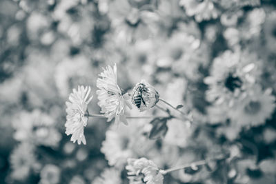 Close-up of insect on flower